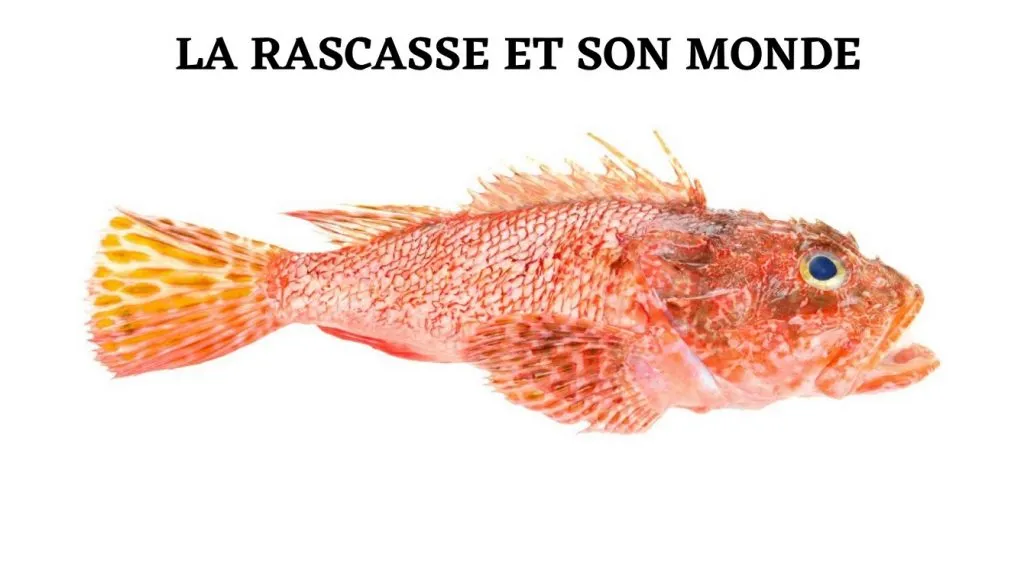 rascasse