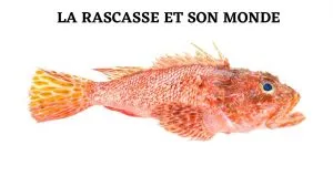 rascasse